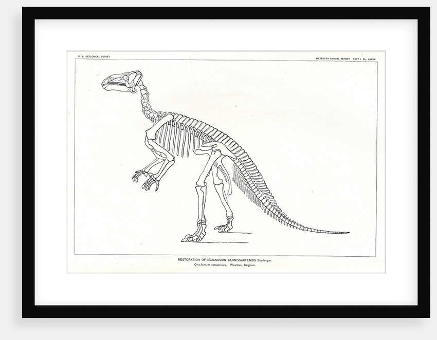 ‘Iguanodon bernissartensis’ by Unknown